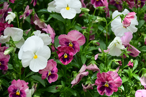 020_250612077 X900 区役所 ビオラトリコロール Z18-140.jpg