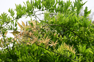 024_250612094 X900 峰岡公園 フジの新芽 Z18-140.jpg