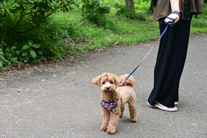 002_250614004 X900 保土ヶ谷公園 トイプードル Z18-140.jpg