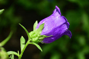 006_250612016 X900 峰岡公園 ツリガネソウ Z18-140.jpg