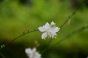 017_250614055 X900 〇ガウラ ハクチョウソウ 保土ヶ谷公園 Z18-140.jpg