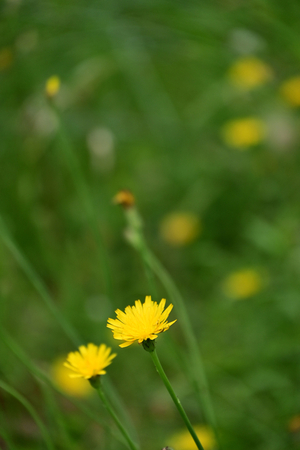 011_250614032 X900 〇ヒメブタナ 保土ヶ谷公園 Z18-140.jpg