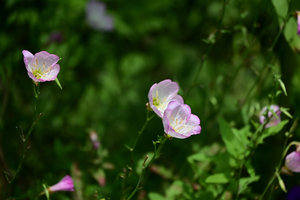 012_250612033 X900 峰岡公園 ヒルザキツキミソウ Z18-140.jpg