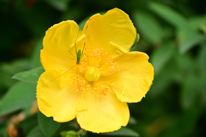 014_250614043 X900 ◎ヒメキンシバイ 保土ヶ谷公園 Z18-140.jpg