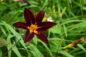 022_250614083 X900 〇リリウム・ブルビフェラム or ヘメロカリス ステージ星川 Z18-140.jpg