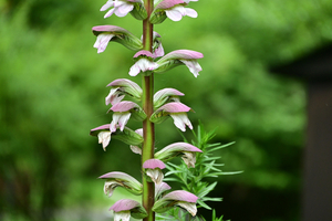 021_250614074 X900 〇ハアザミ 保土ヶ谷公園 Z18-140.jpg