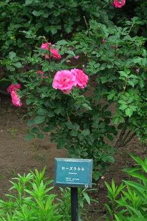 011_250516027 X900 5月の日比谷公園 アツバキミガヨラン G7X.jpg