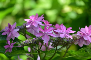 007_250612019 X900 峰岡公園 ガクアジサイ Z18-140.jpg