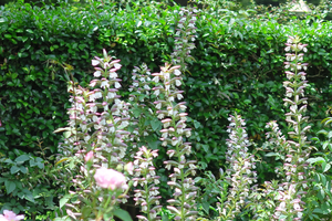 016_250520015 X900 日比谷公園 ハアザミ G7X.jpg