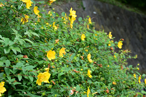 013_250614047 X900 〇ヒメキンシバイ 保土ヶ谷公園 Z18-140.jpg