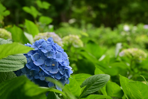 003_250614005 X900 保土ヶ谷公園 トイプードル Z18-140.jpg