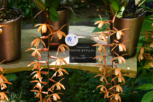 044_250818342 X900 高知県立牧野植物園 D50.jpg