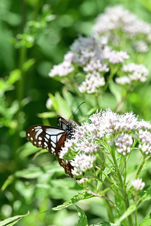 024_250713184 X900 〇山野草公園 入笠山 Z50 105mc.jpg