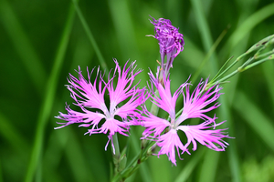 042_250722256 X900 ◎箱根湿性花園 エゾカワラナデシコ Z50 Z50-250.jpg