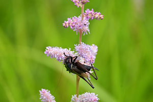 038_250722232 X900 △箱根湿性花園 ヒメギス Z50 Z50-250.jpg