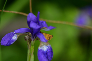 013_250713144 X900 ◎ヒメキマダラセセリ 山彦荘 入笠山 Z50 105mc.jpg