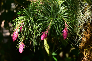 045_250818344 X900 高知県立牧野植物園 D50.jpg