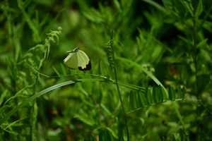 028_250722181 X900 〇箱根湿性花園 キタキチョウ Z50 Z50-250.jpg
