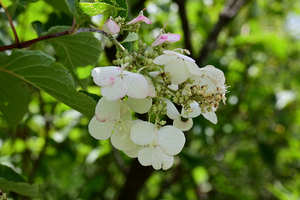 027_250722177 X900 箱根湿性花園 ノリウツギ Z50 Z50-250.jpg