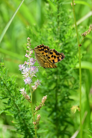 018_250722149t X900 ◎箱根湿性花園 キタテハ Z50 Z50-250.jpg