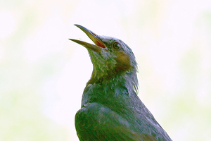 026_250722175t X900 ▲箱根湿性花園 ひよどり？ Z50 Z50-250.jpg