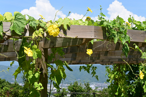 060_250818430 X900 〇高知県立牧野植物園 D50.jpg