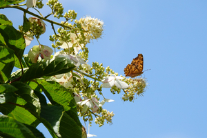 012_250722100 X900 ◎箱根湿性花園 キタテハ ノリウツギ RX10M4.jpg