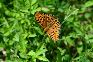 019_250713165 X900 ◎ウラギンヒョウモン 山野草公園 入笠山 Z50 105mc.jpg