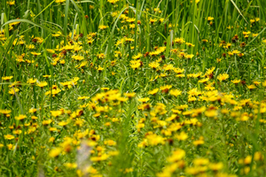 015_250722105 X900 箱根湿性花園 カセンソウ RX10M4.jpg