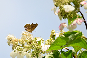 043_250722260t X900 ◎箱根湿性花園 キタテハ Z50 Z50-250.jpg