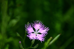 024_250722171 X900 箱根湿性花園 エゾカワラナデシコ Z50 Z50-250.jpg