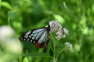 033_250713215 X900 ◎山野草公園 入笠山 Z50 105mc.jpg