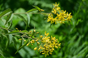 030_250722187 X900 ◎箱根湿性花園 クサレダマ Z50 Z50-250.jpg