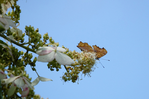 013_250722102t X900 ◎箱根湿性花園 キタテハ ノリウツギ RX10M4.jpg