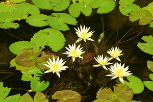 050_250818383 X900 高知県立牧野植物園 D50.jpg