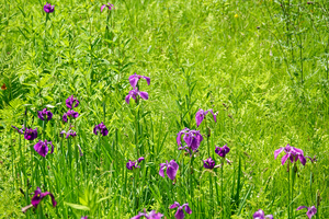 007_250713063 X900 ハナショウブ 入笠湿原 RX10M4.jpg