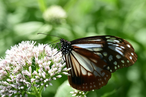 032_250713205 X900 ◎山野草公園 入笠山 Z50 105mc.jpg