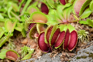 033_250722219 X900 箱根湿性花園 食虫植物 Z50 Z50-250.jpg