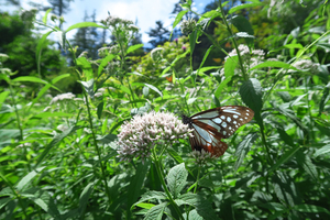 031_250713020 X900 すずらん山野草公園 G7X.jpg