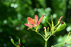 054_250818395 X900 〇高知県立牧野植物園 D50.jpg