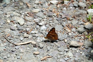 011_250713075 X900 〇コムラサキ 山彦荘 RX10M4.jpg