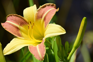 020_250722157 X900 〇箱根湿性花園 ワスレグサ Z50 Z50-250.jpg