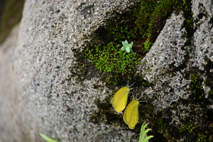 035_250722214s X900 ◎箱根湿性花園 キタキチョウ Z50 Z50-250.jpg