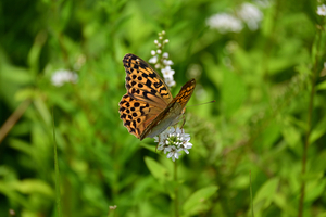 040_250722239 X900 ◎箱根湿性花園 オオウラギンスジ Z50 Z50-250.jpg
