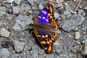 012_250713142ts X900 ◎山彦荘 入笠山 Z50 105mc.jpg