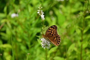039_250722234 X900 ◎箱根湿性花園 オオウラギンスジ Z50 Z50-250.jpg