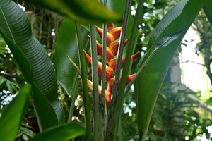 048_250818366 X900 ▲高知県立牧野植物園 D50.jpg