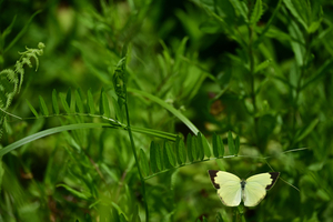 029_250722184 X900 〇箱根湿性花園 キタキチョウ産卵 Z50 Z50-250.jpg