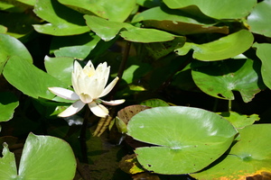 019_250722154 X900 ◎ニオイヒツジグサ箱根湿性花園 Z50 Z50-250.jpg