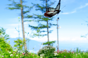 035_250713031mt X900 ◎ すずらん山野草公園 八ヶ岳 G7X.jpg